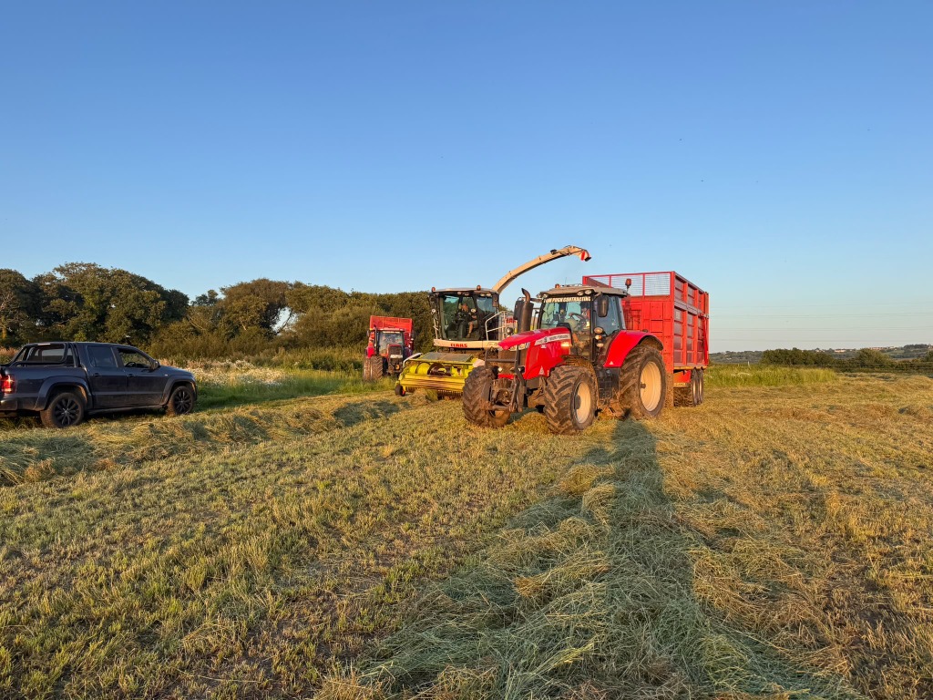 Tractor and forage harvester gathering grass in a field