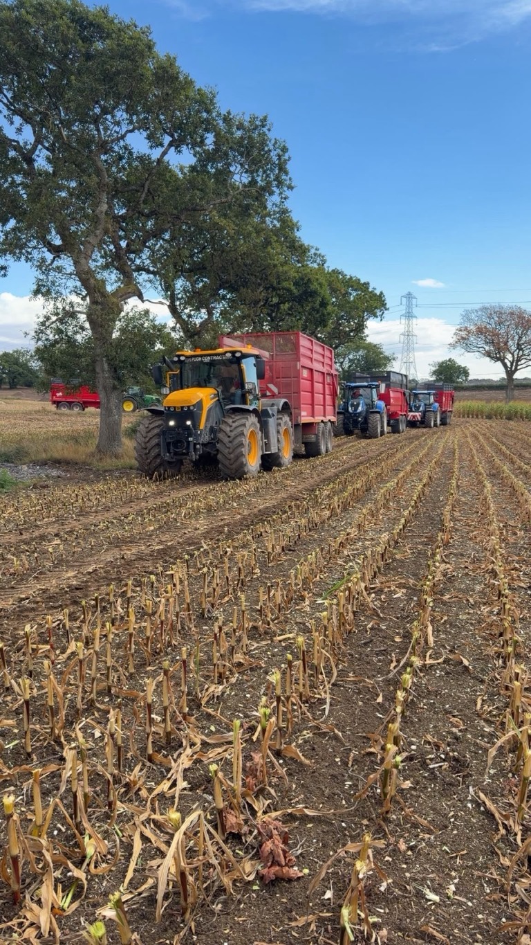 Tractors with red harvest trailers in a harvested maize field