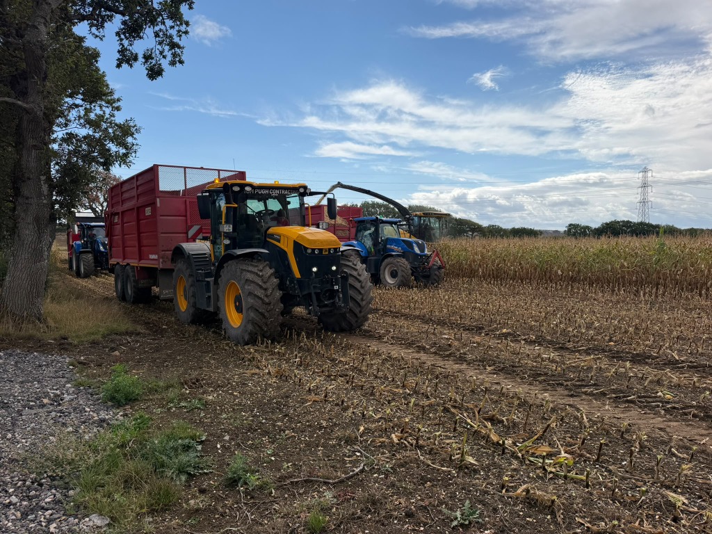 Tractors and trailers working alongside a forage harvester in a maize field